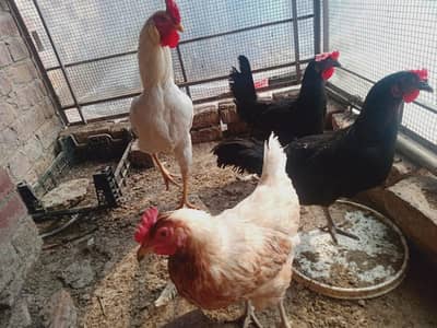 1 Desi Murga 4 Desi Murgiyan