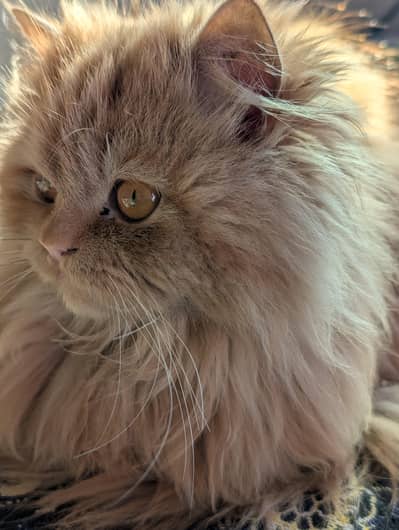 Persian breed cat