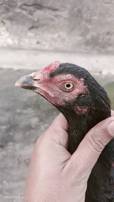 black mushki lassani Madi ready for eggs