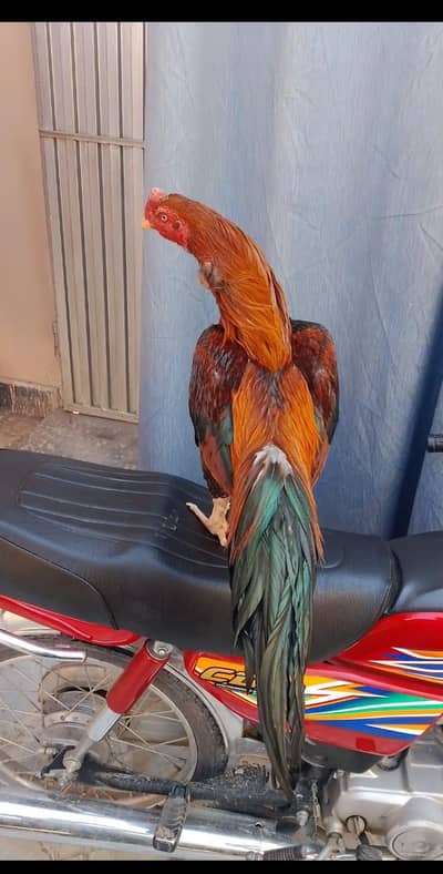 bot zaberdast aseel old blood line