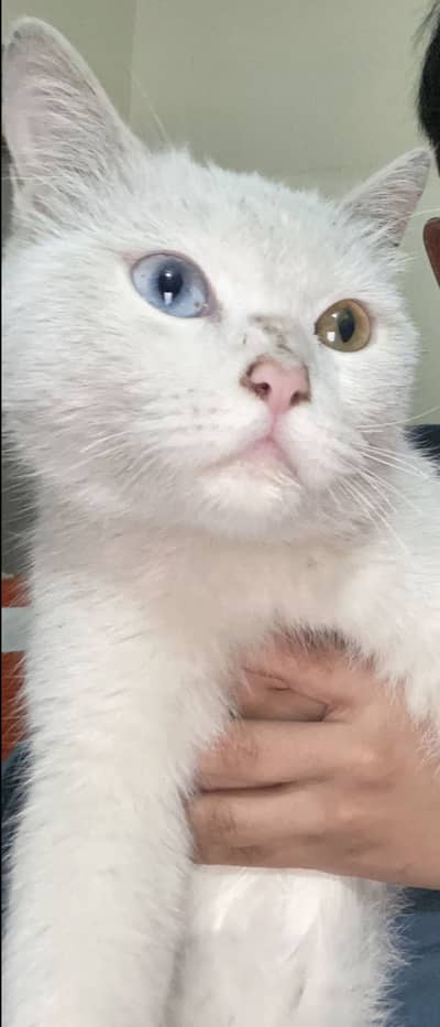 Persian double coat, with two different eye color
