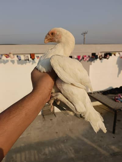 Indian parrot beak pair white