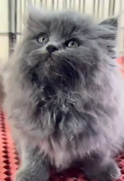 Persian Cats & Kittens for Sale may WhatsApp 03493839133