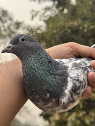 Ferozpuri pure chicks