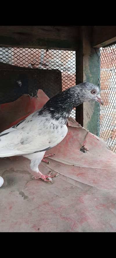 Teddy zera golden pair