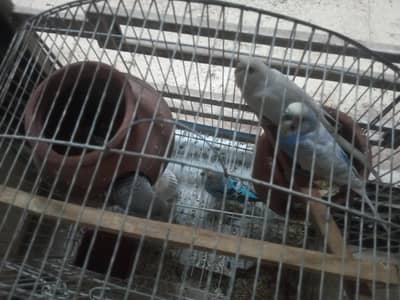 Australian parrots for sale . adult pair