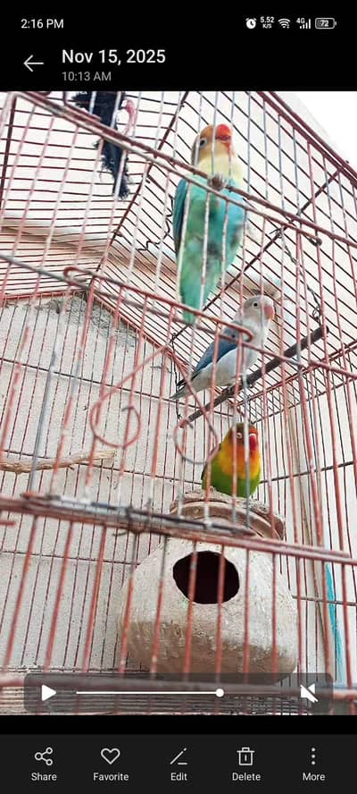 fishers pairs for sell