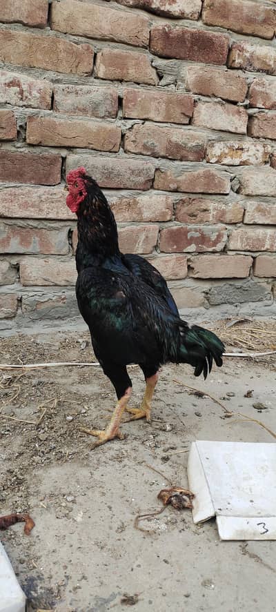 ko Shamu quality bird full healthy & active