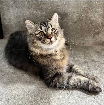 Domestic Longhair Tappy Cat