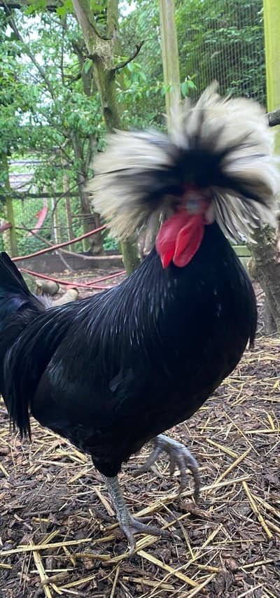 Silkie, Polish, Heavy Buff Eggs And Chicks