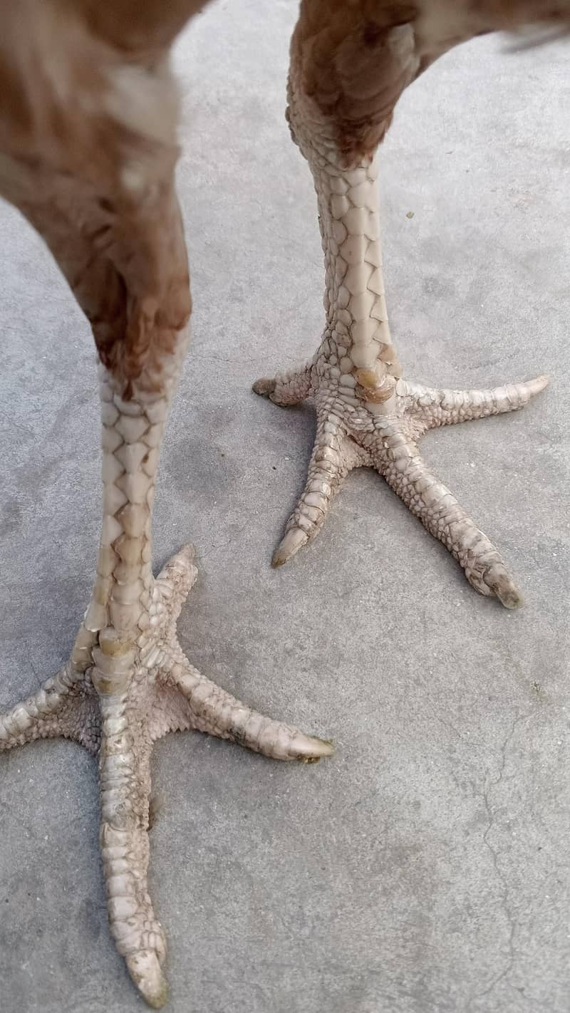 خالی دار لاتوں والی 1