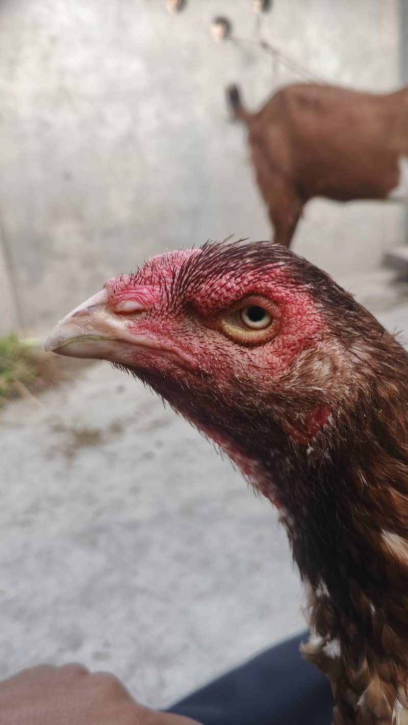 خالی دار لاتوں والی 2