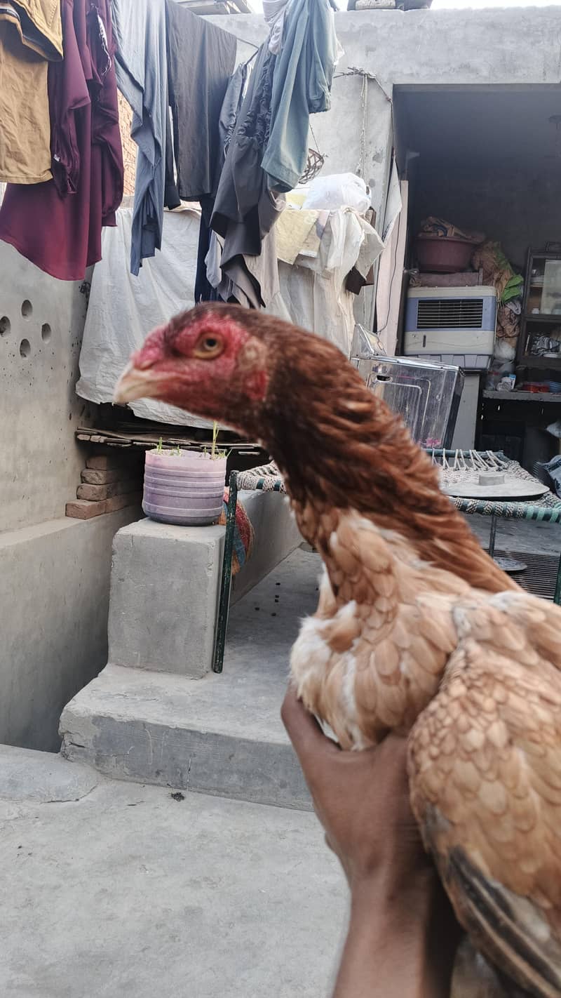 خالی دار لاتوں والی 4