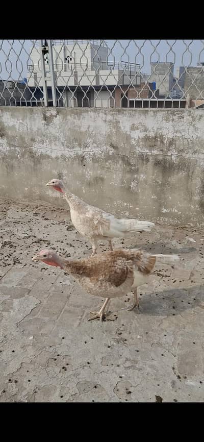 turkey bird 6,500 single piece and 19,000 for 3 piece