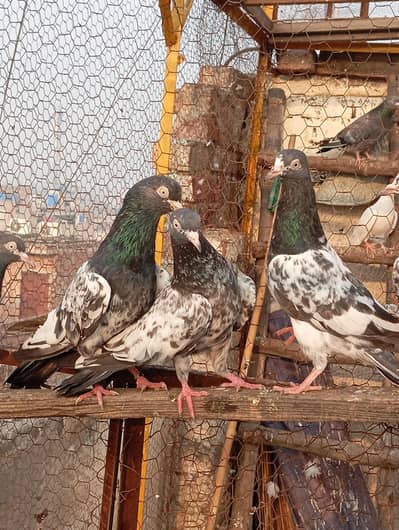 teddy pigeon for sale