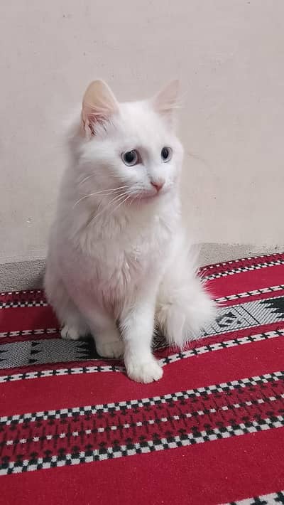 Persian Female,  Fiona name