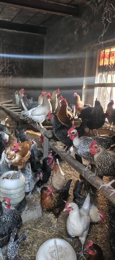 Desi Murgi Andu wali pure dasi hens