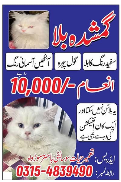 Deaf Missing cat near Bahtr mor wah cantt