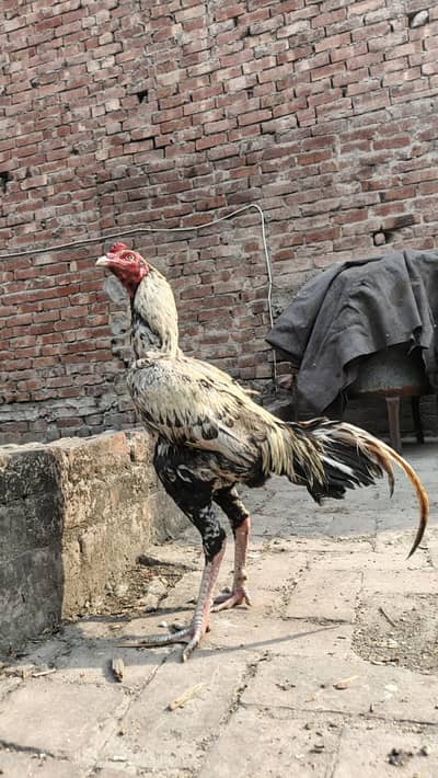 pure aseel veit and Pakistani Cross murga