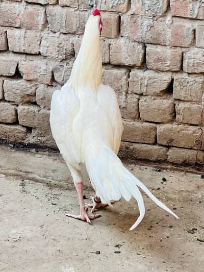 Aseelmurga 03041979402