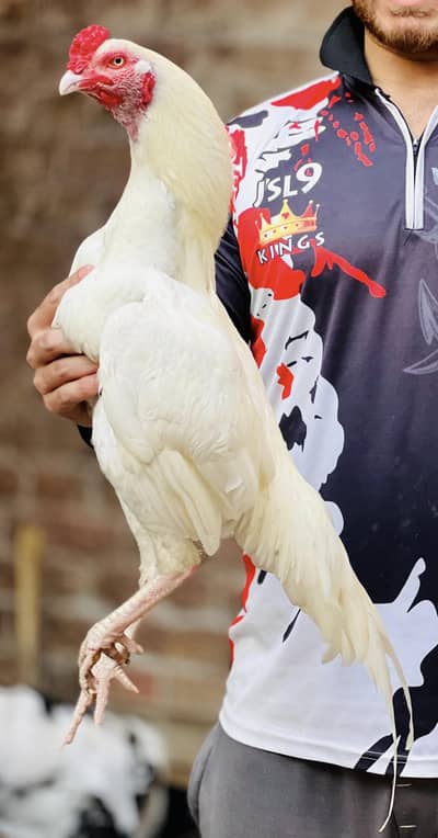 Aseelmurga 03041979402