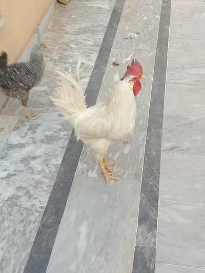 Daasi Hans or Australorp chicks