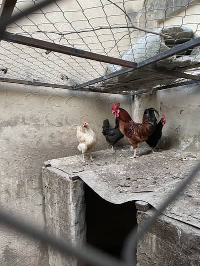 FOR SALE –  Healthy egg laying australorp and white hens