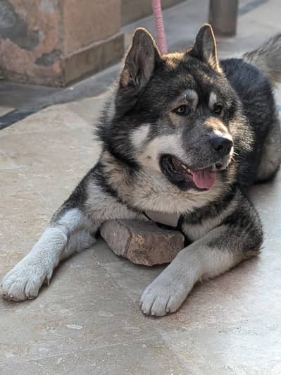American AkitaxHusky Male for stud