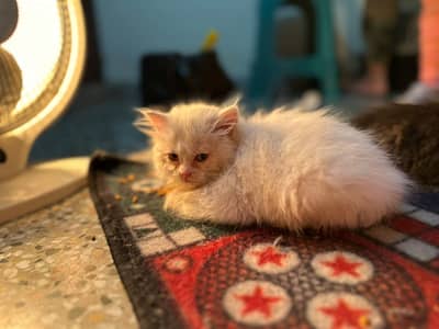 White Persian Kitten Available