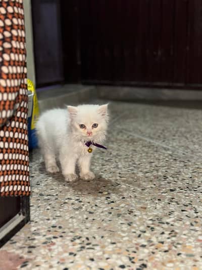 White Persian Kitten Available (vaccinated)