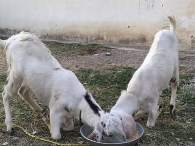 Bakra for sale jora Hai gar K bakery Hai Hight b thk h qurbani kilyea