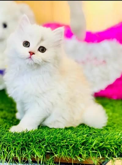 Persian cat for sale my WhatsApp number 0329-26-51-586