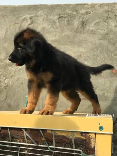 German shepherd puppy for sale 0309=0097784