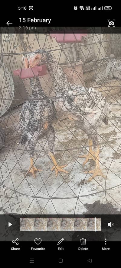 big size shamo aseel