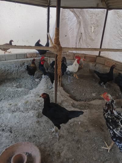 aseel and austrlop mix breed