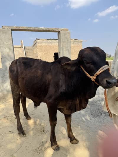 Desi bachra for sale