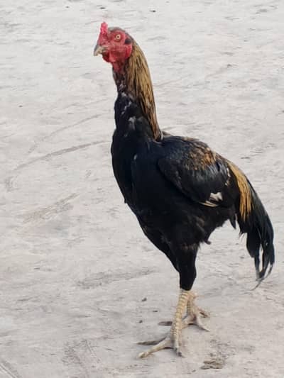 murga  acha murga ga