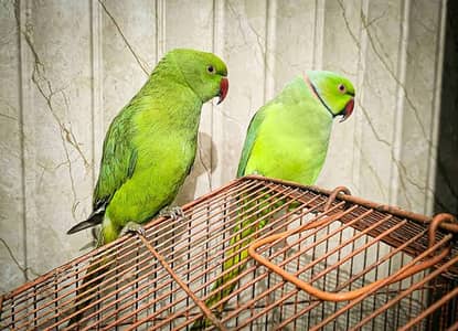 Handtame, talking, breeder parrot pair