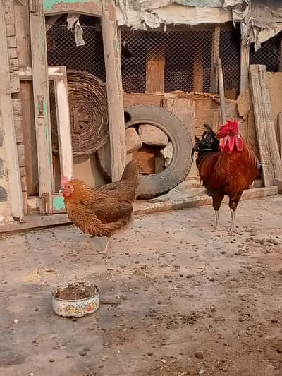 Desi murga or murgi healthy and active breeder