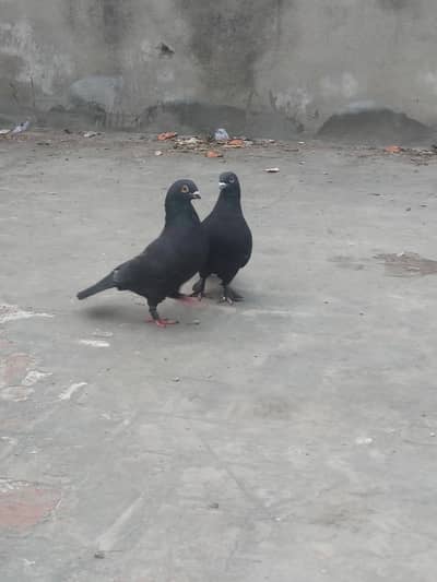 fancy pigion  for sale healty and active peace