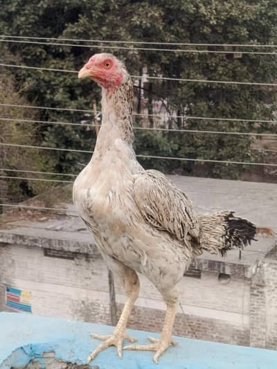 Aseel mianwali cheeni murgi