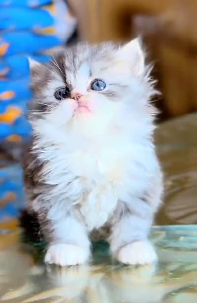 Persian Cats & Kittens for Sale may WhatsApp 03493839133