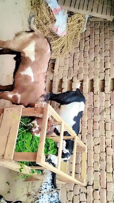 piuer dasi  2 bakray kassi qurbani k Lia