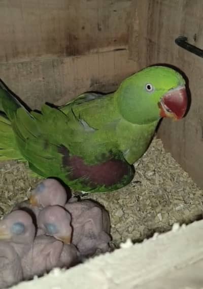 Kashmiri Raw Breeder Pair