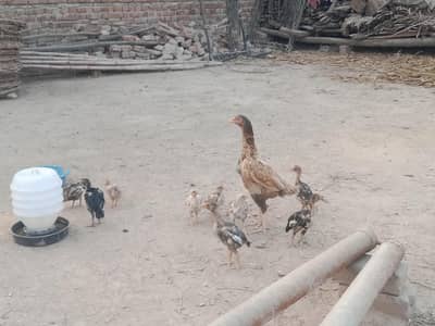 Mianwali Aseel chicks