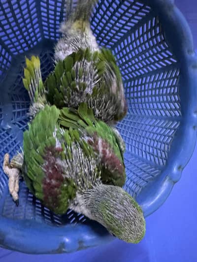 Pure Kashmiri Raw Chicks