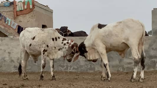 Desi bachra for sale