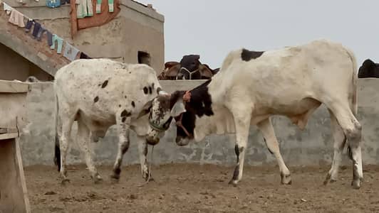 Desi Bachra for sale