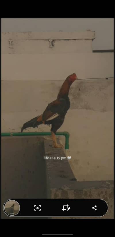 thai and Japanese shamo cross best quality available