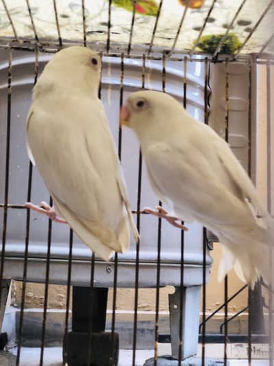 Love Birds Albino red eyes Pair